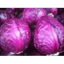 cabbage on sale small MOQ best cabbage for sour cabbage